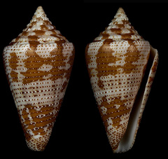 Conus dominicanus