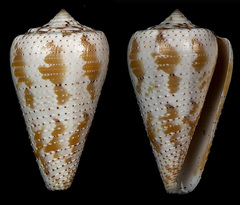 Conus dominicanus