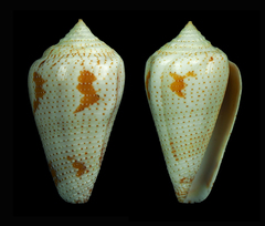 Conus dominicanus