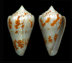 Conus dominicanus