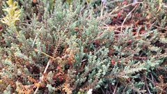 Lepidothamnus laxifolius