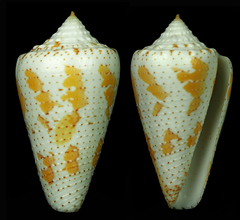Conus dominicanus