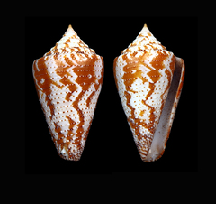 Conus dominicanus