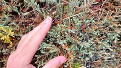 Lepidothamnus laxifolius