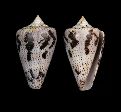 Conus dominicanus