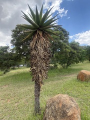 Aloe marlothii marlothii