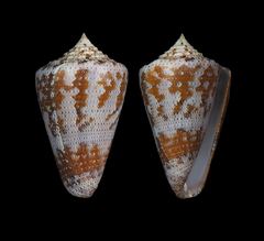 Conus dominicanus