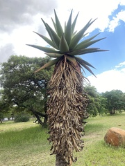 Aloe marlothii marlothii