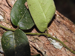 Parsonsia plaesiophylla