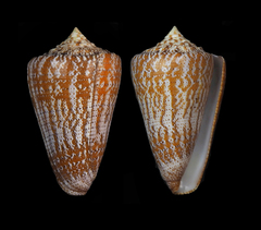 Conus dominicanus