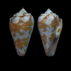 Conus dominicanus
