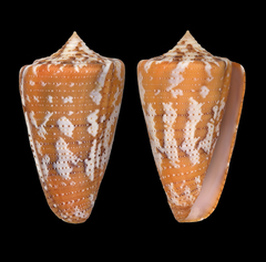 Conus dominicanus