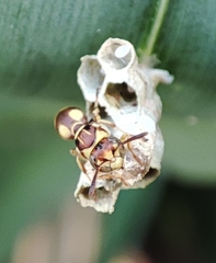 Ropalidia stigma
