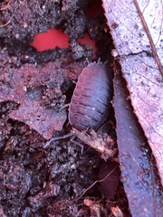 Porcellio scaber
