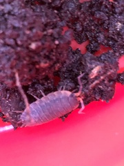Porcellio scaber