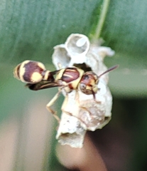 Ropalidia stigma