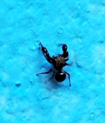 Harmochirus brachiatus