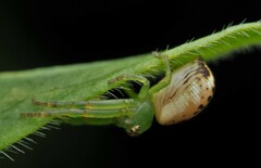 Diaea ambara