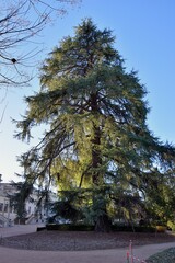 Cedrus atlantica
