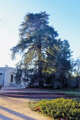 Cedrus atlantica