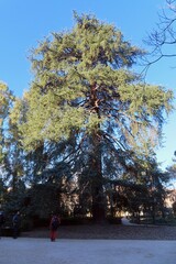 Cedrus atlantica