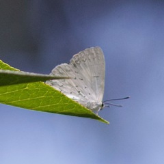 Eirmocides absimilis
