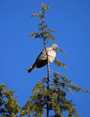 Columba palumbus