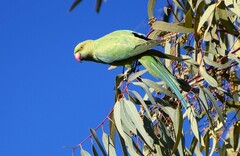 Psittacula krameri