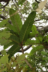 Ficus heteroselis