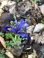 Iris reticulata