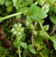 Stellaria ovata
