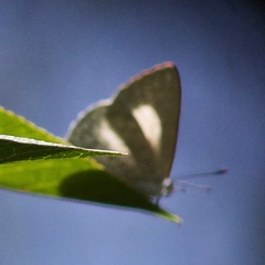 Eirmocides absimilis