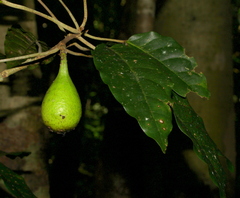 Ficus leiocarpa