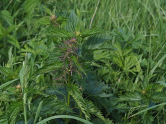 Urtica galeopsifolia