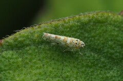 Eupteryx melissae