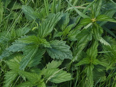 Urtica galeopsifolia