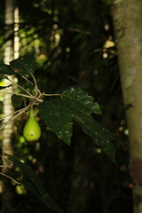 Ficus leiocarpa
