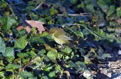 Phylloscopus collybita