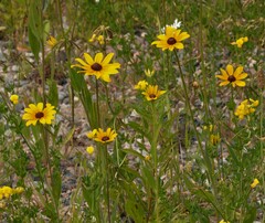 Rudbeckia hirta