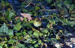 Phylloscopus collybita