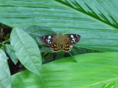 Celaenorrhinus aspersus