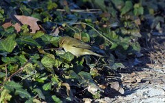 Phylloscopus collybita