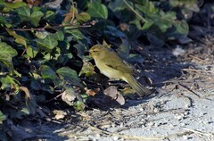 Phylloscopus collybita