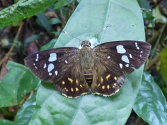 Celaenorrhinus aspersus