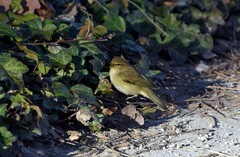 Phylloscopus collybita