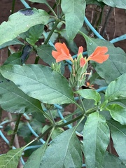 Crossandra