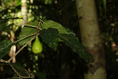 Ficus leiocarpa