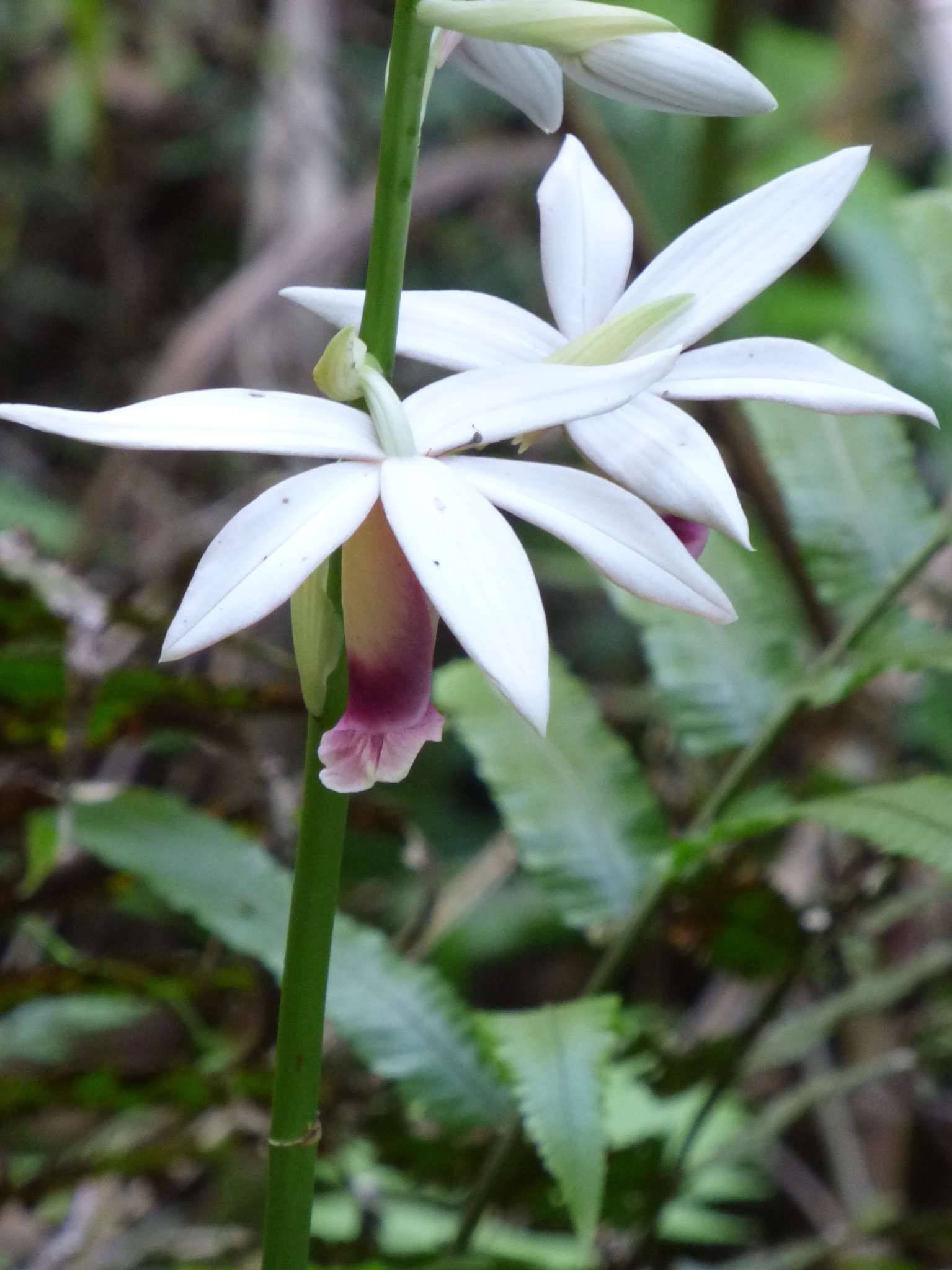 Calanthe tankervilleae — ảnh 3