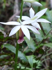 Phaius