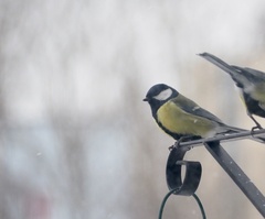 Parus major